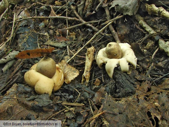 Geastrum sessile