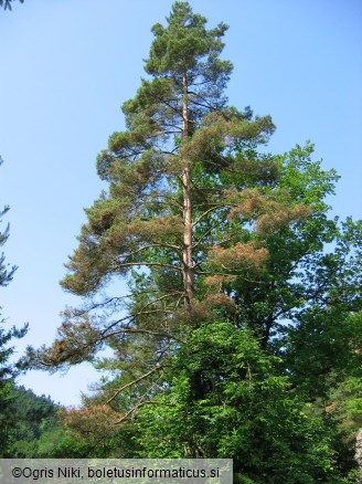 Odmiranje poganjkov črnega bora