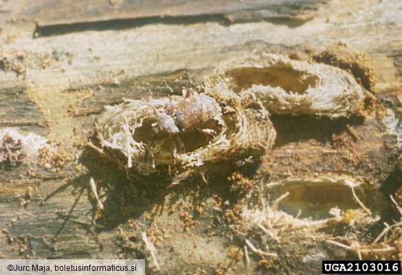 belopikčasti borov rilčkar (<i>Pissodes castaneus</i>) na <i>Pinus nigra</i>