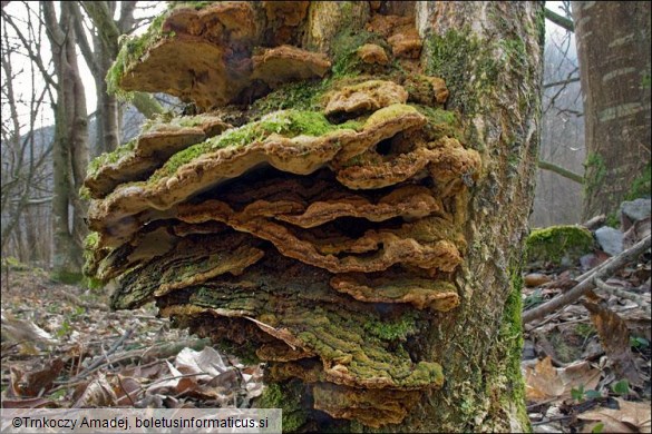 Phellinus ribis