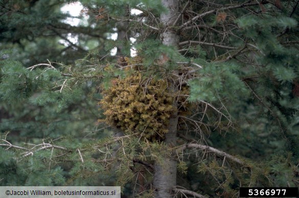 <i>Melampsorella caryophyllacearum</i> na <i>Abies</i> spp.