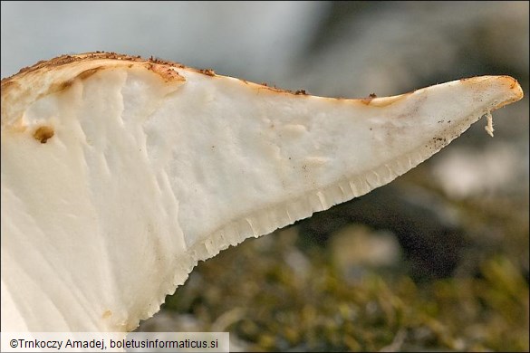 Polyporus alveolaris