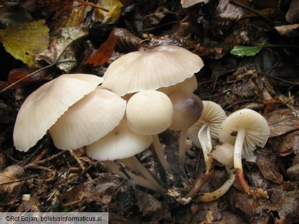 Marasmius torquescens