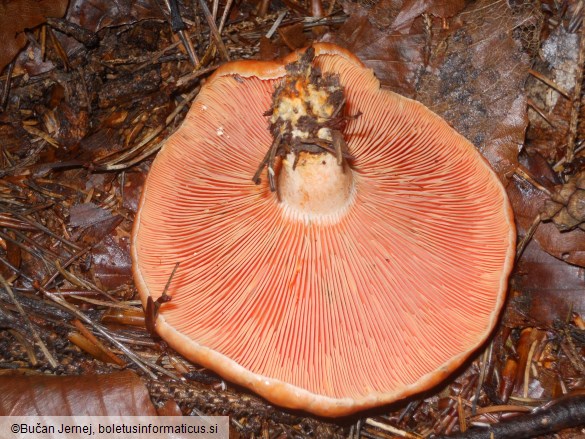 Lactarius deterrimus