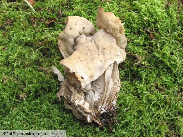 Helvella crispa