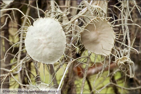 Usnea filipendula