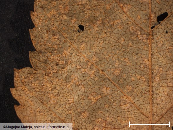 Melampsora betulina