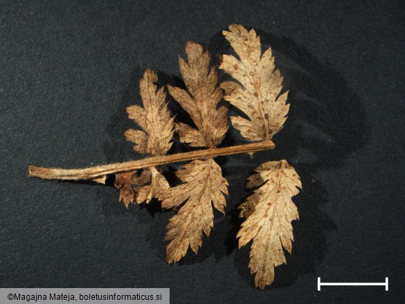 Puccinia tanaceti