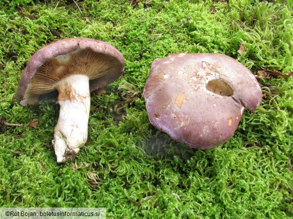 Cortinarius cumatilis