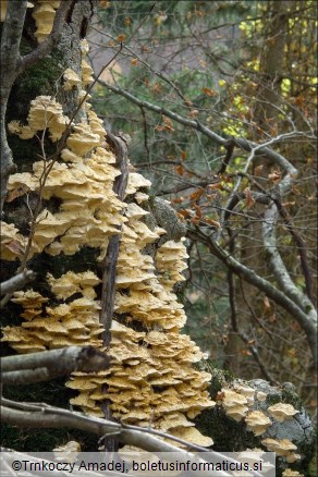 Trametes pubescens