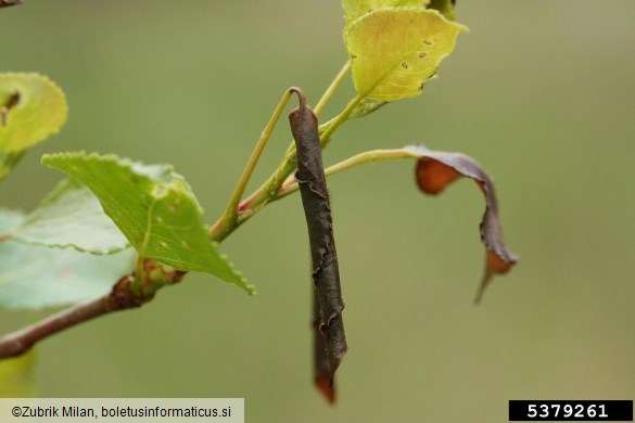 zavijač (<i>Byctiscus</i>) na <i>Populus</i> spp.