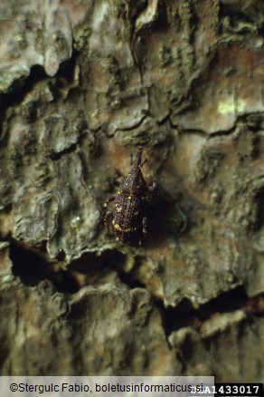 belopikčasti borov rilčkar (<i>Pissodes castaneus</i>)