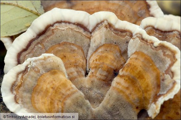 Trametes versicolor