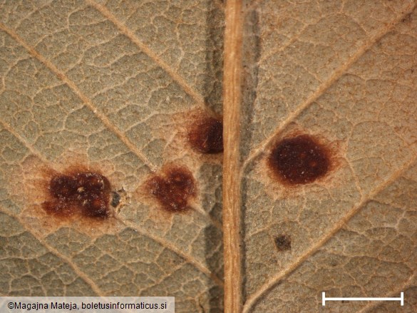 Gymnosporangium juniperinum