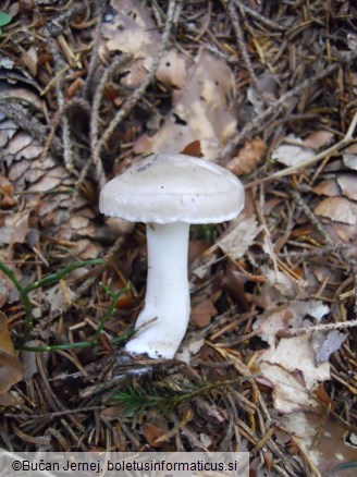 Hygrophorus agathosmus