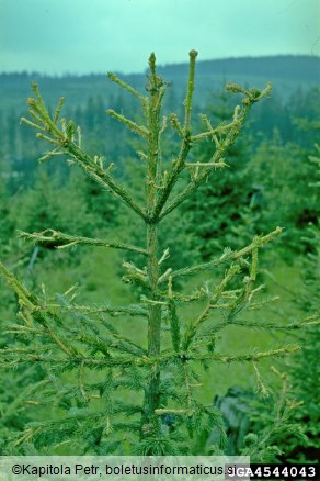 sivi macesnov zavijač (<i>Zeiraphera diniana</i>) na <i>Picea abies</i>