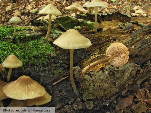 Mycena galericulata