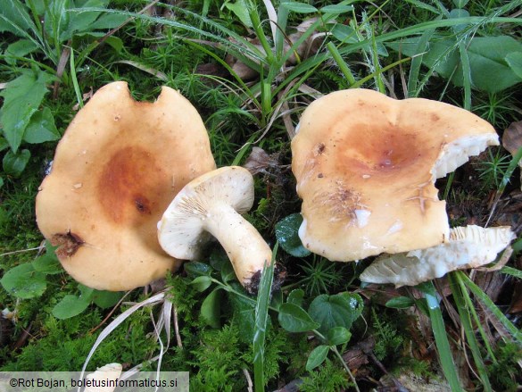 Lactarius volemus