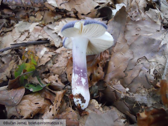 Russula parazurea