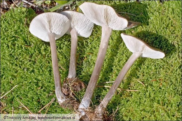 Melanoleuca polioleuca