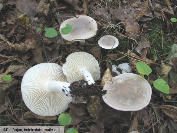 Hygrophorus agathosmus