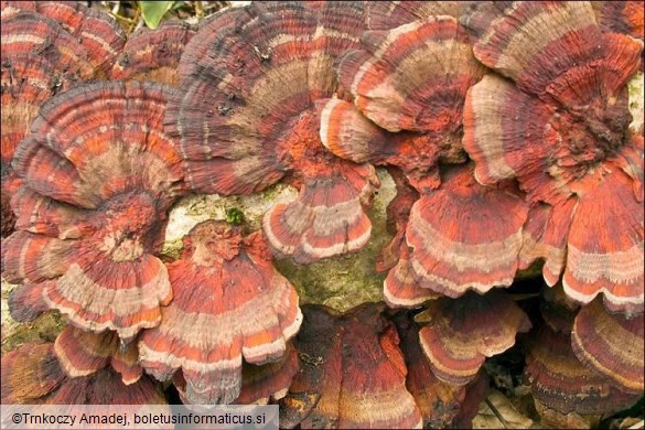 Daedaleopsis tricolor