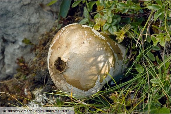 Calvatia excipuliformis