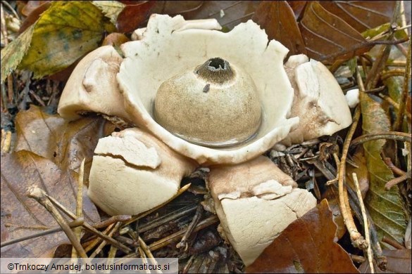 Geastrum triplex