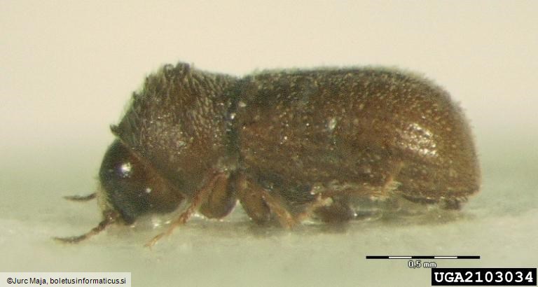 <i>Ernoporus tiliae</i>