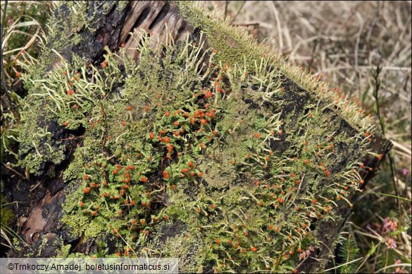 Cladonia macilenta