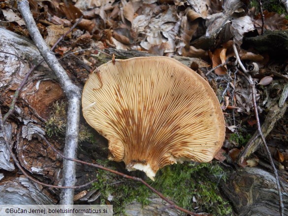 Paxillus atrotomentosus