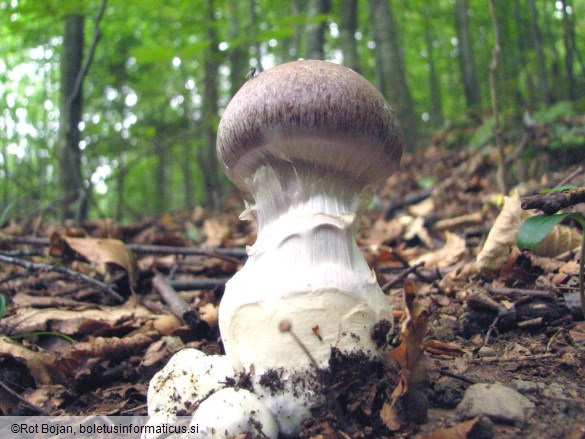 Cortinarius praestans