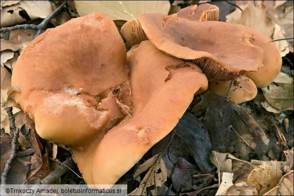 Lactarius fulvissimus