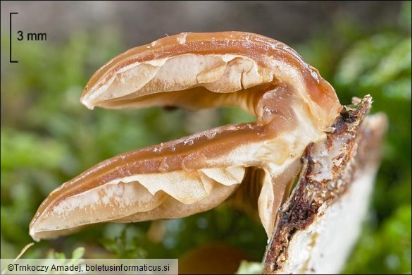 Tectella patellaris