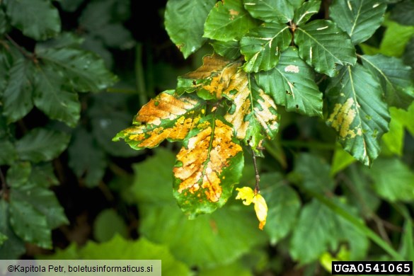 <i>Caliroa annulipes</i> na <i>Fagus sylvatica</i>