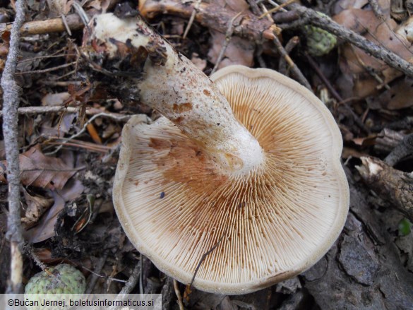 Paxillus involutus 