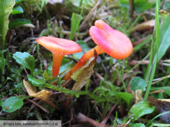 Hygrocybe insipida