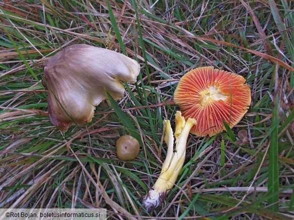 Hygrocybe spadicea