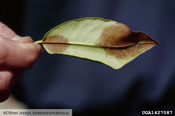 ramorumna sušica (<i>Phytophthora ramorum</i>) na <i>Rhododendron</i> spp.