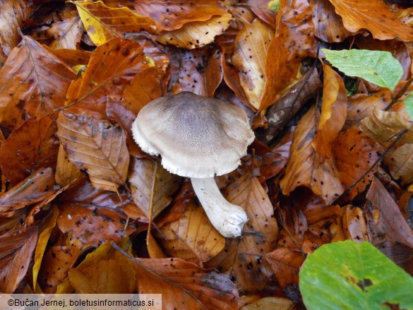 Tricholoma saponaceum