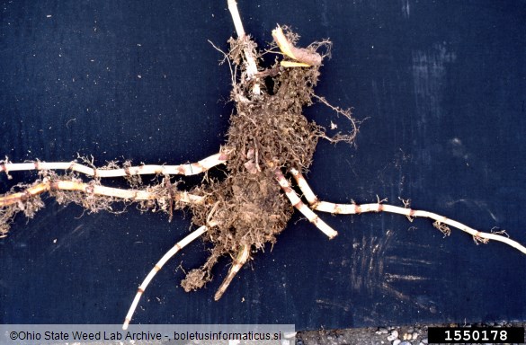 japonski dresnik (<i>Fallopia japonica</i>)