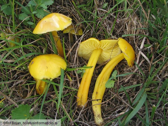 Hygrocybe chlorophana