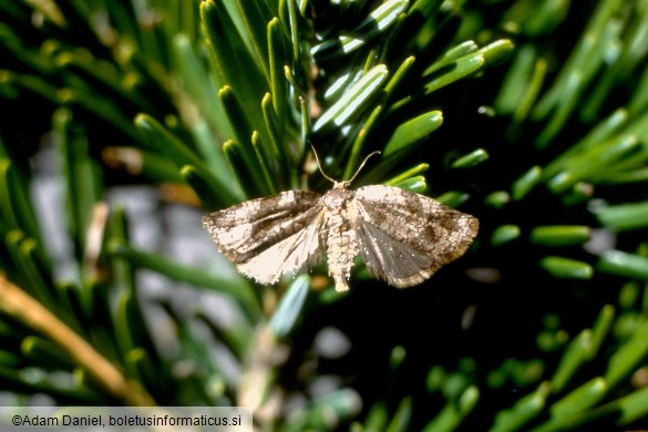 črnoglavi jelov zavijač (<i>Choristoneura murinana</i>) na <i>Abies pectinata</i>