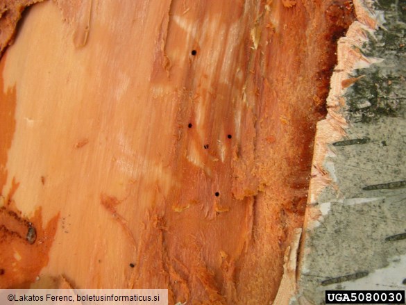navadni (bukov) vrtovin (<i>Hylecoetus dermestoides</i>) na <i>Betula pendula</i>