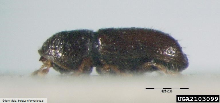 jelov vejni lubadar (<i>Pityophthorus pityographus</i>)