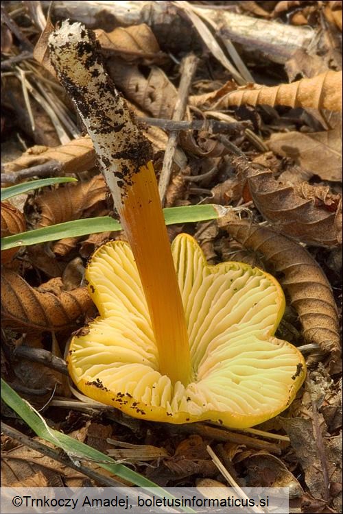 Hygrocybe persistens