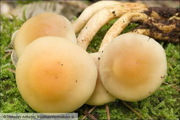Hypholoma fasciculare