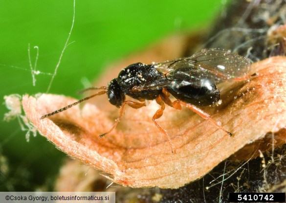 kostanjeva šiškarica (<i>Dryocosmus kuriphilus</i>) na <i>Castanea</i> spp.