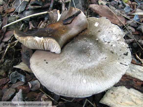 Pluteus cervinus