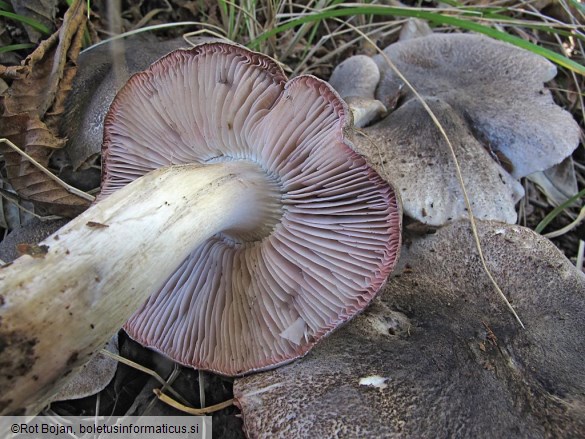 Tricholoma orirubens